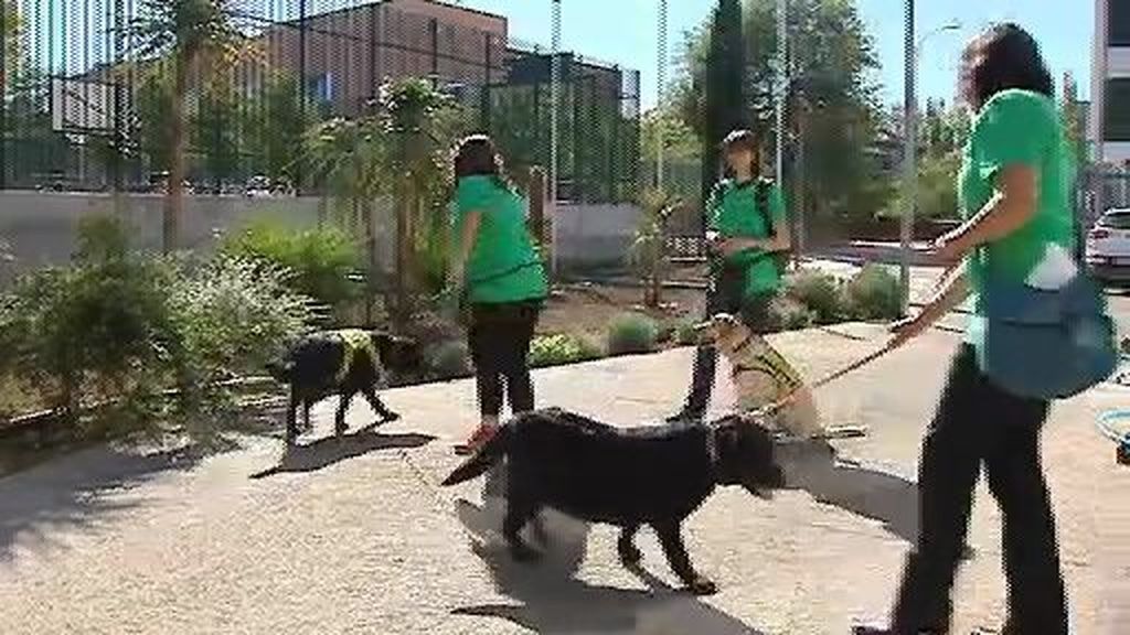 Terapeutas caninos para combatir el Alzheimer