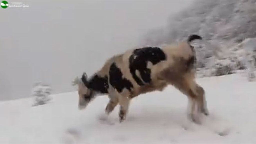 La felicidad en la nieve de vacas y toros
