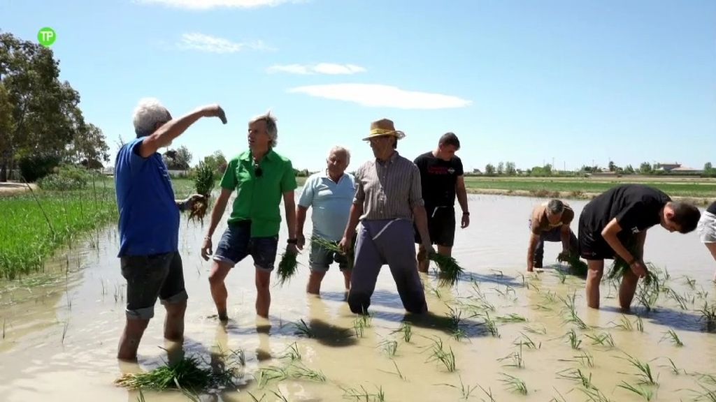 Calleja participa en un experimento para intentar salvar el delta del Ebro
