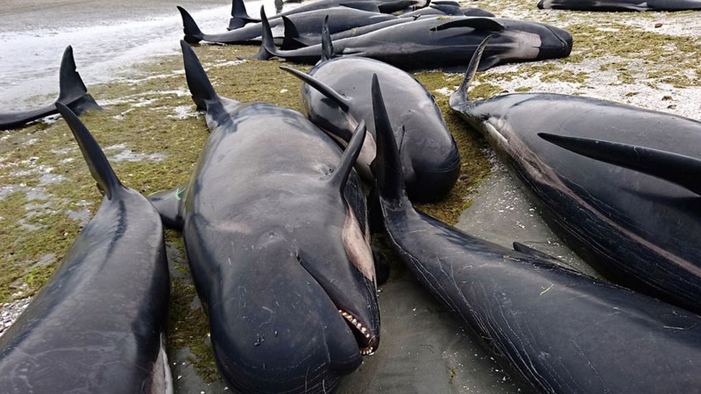 Más de 400 ballenas, varadas en una playa de Nueva Zelanda