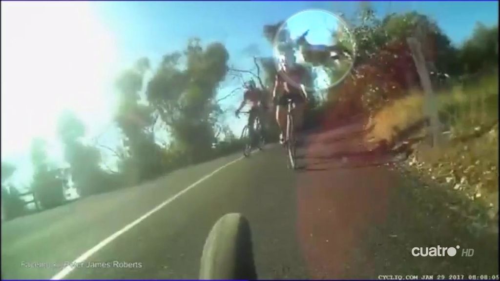 Un canguro, a punto de provocar un accidente al saltar por encima de dos ciclistas