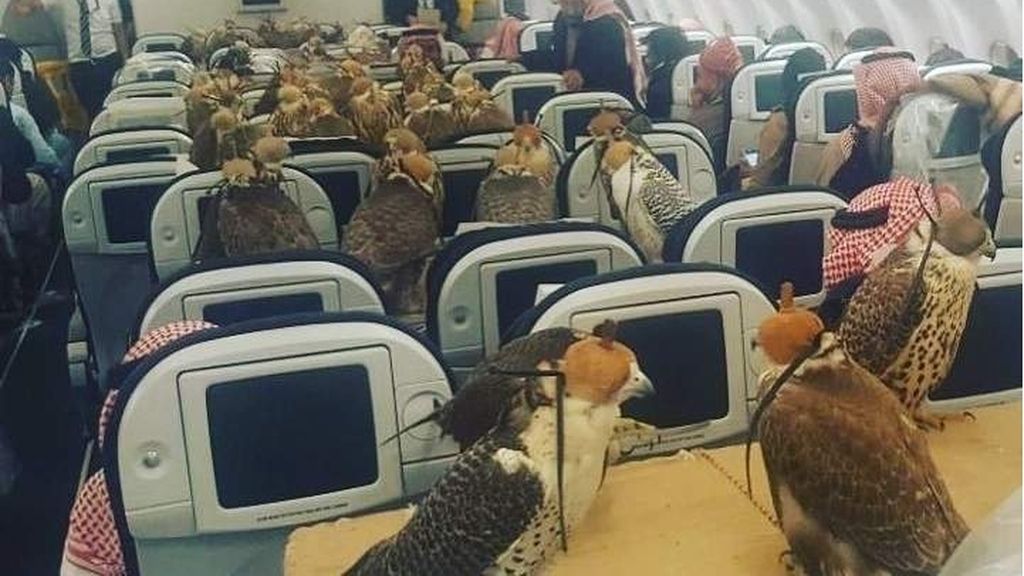 Sí, puedes volar con tus 80 halcones...en algunas compañías aéreas