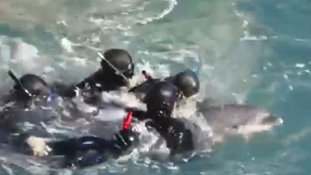 La lucha de una madre delfín para que no le roben a su cría