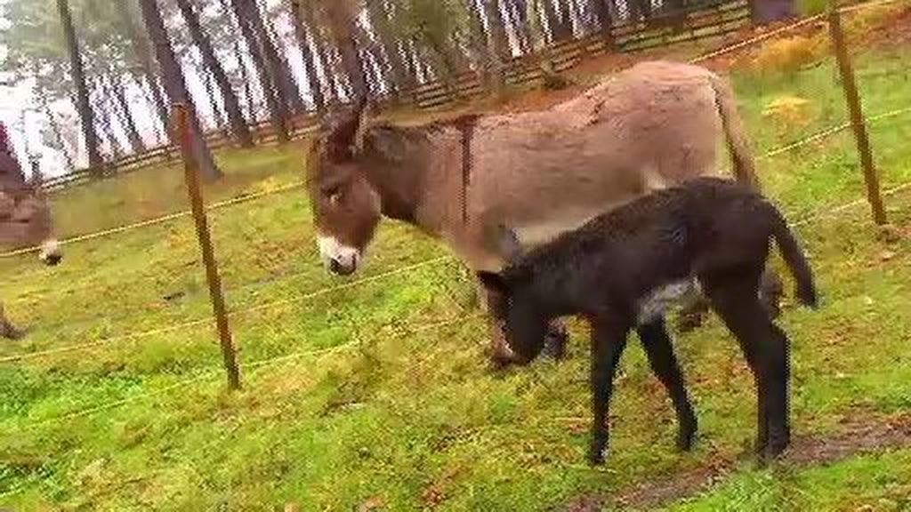 Bazán, el primer burro nacido en cautividad en la Isla de la Toja