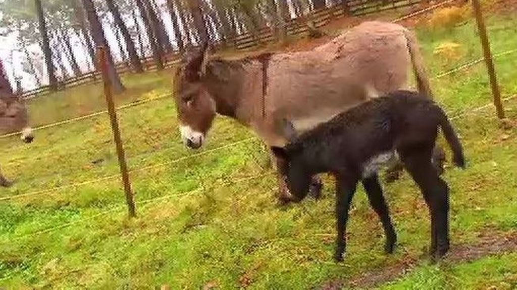 Bazán, uno de los primeros burros nacidos en cautividad en Galicia