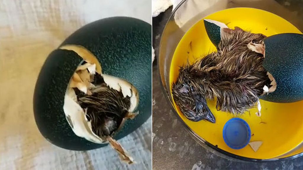 Compra un huevo de decoración por internet y nace un emú