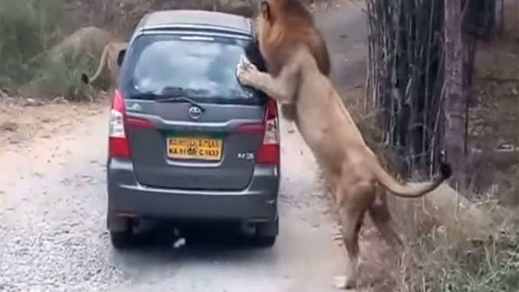 Un león ataca a unos visitantes en un parque natural en India
