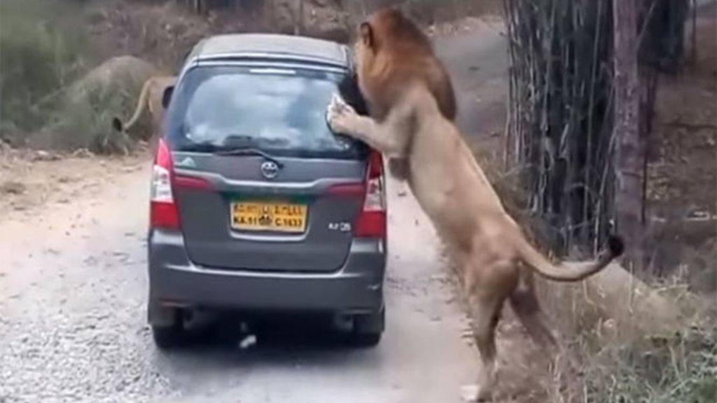 Un león ataca a unos visitantes en un parque natural en India