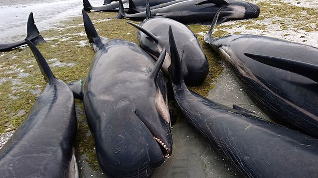 Más de 400 ballenas, varadas en una playa de Nueva Zelanda