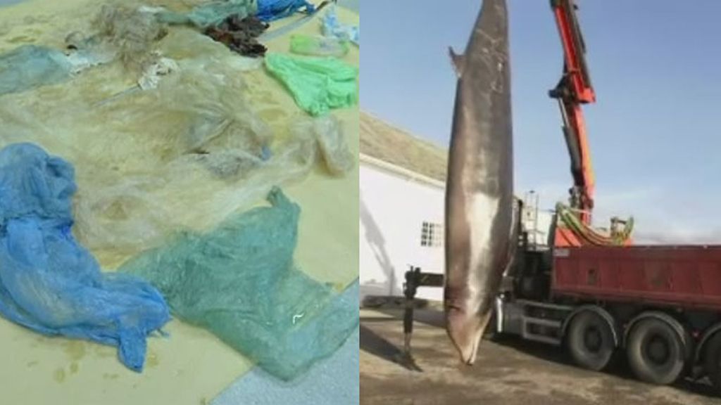 Encuentran 30 bolsas de plástico en el estómago de una ballena en Noruega
