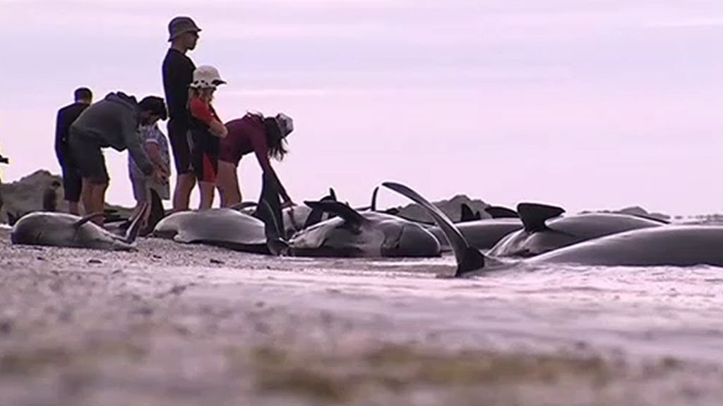 Voluntarios tratan de salvar a decenas de ballenas varadas en Nueva Zelanda