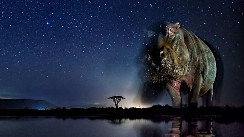 África en estado puro