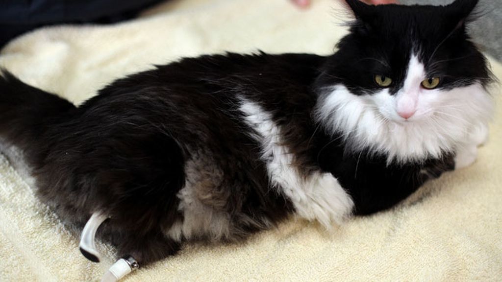 Pooh, el gato biónico, gato con patas biónicas