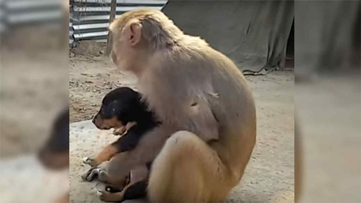 Un mono adopta a un perro callejero