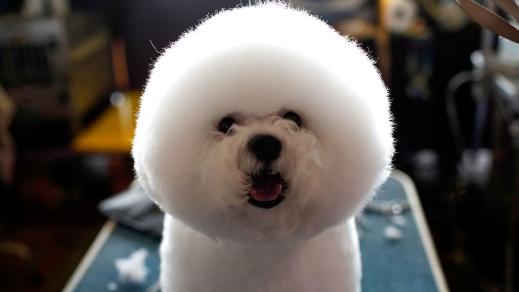 Bichón Frisé de competición