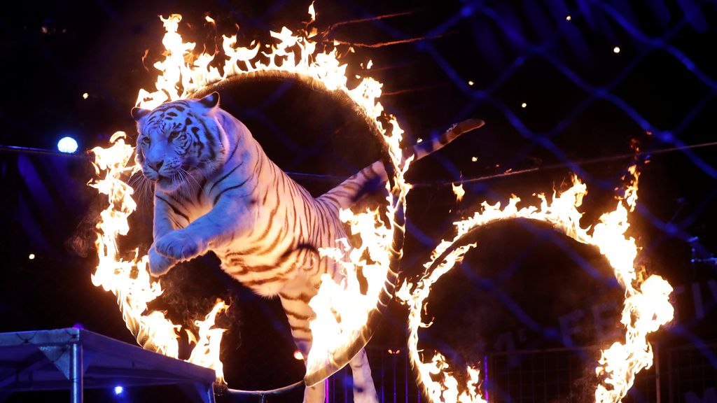 Tigre salta un anillo de fuego