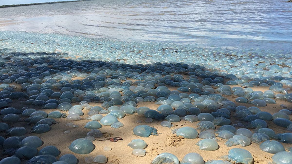 Medusas venenosas en una playa de Australia