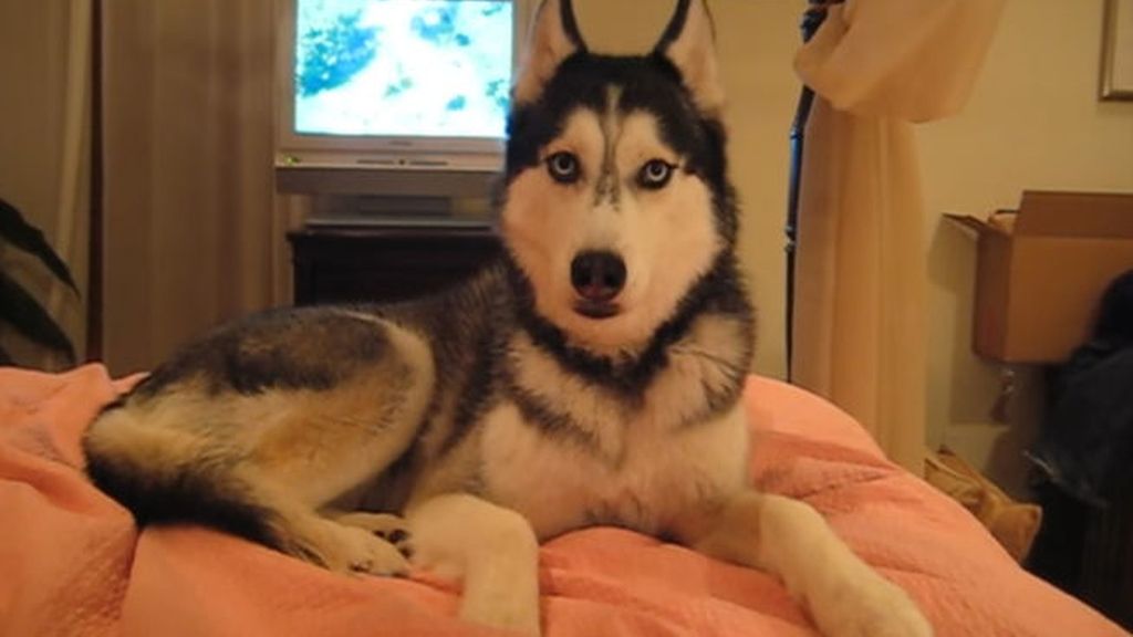 Mishka, el husky que enamoró a Internet, lucha contra el cáncer