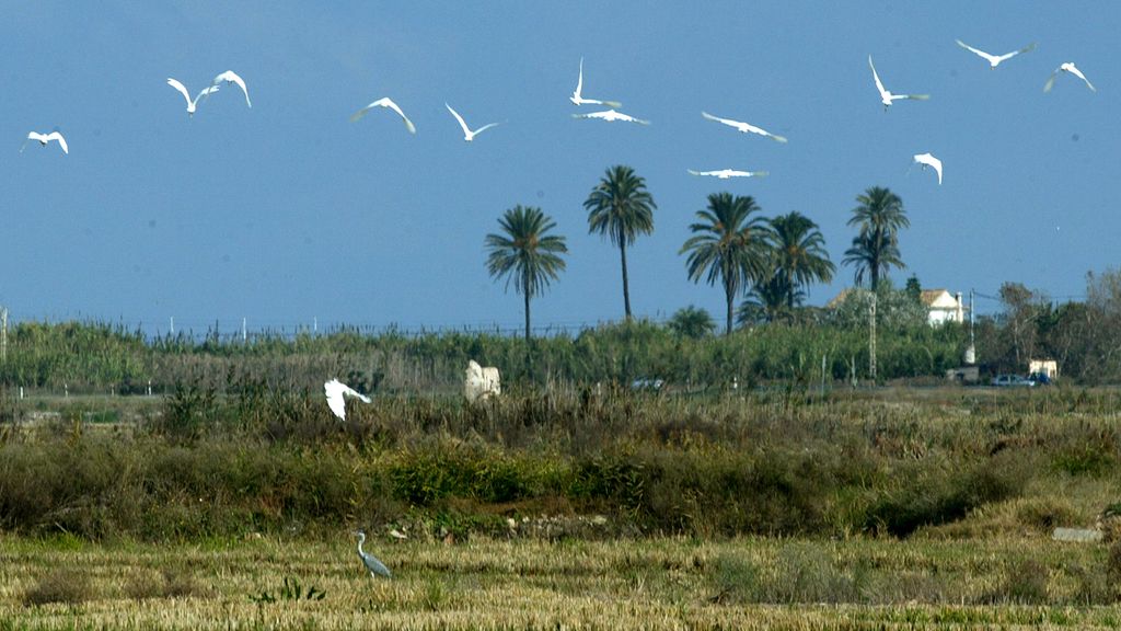 Parque Natural de la Albufera de Valencia (Valencia)
