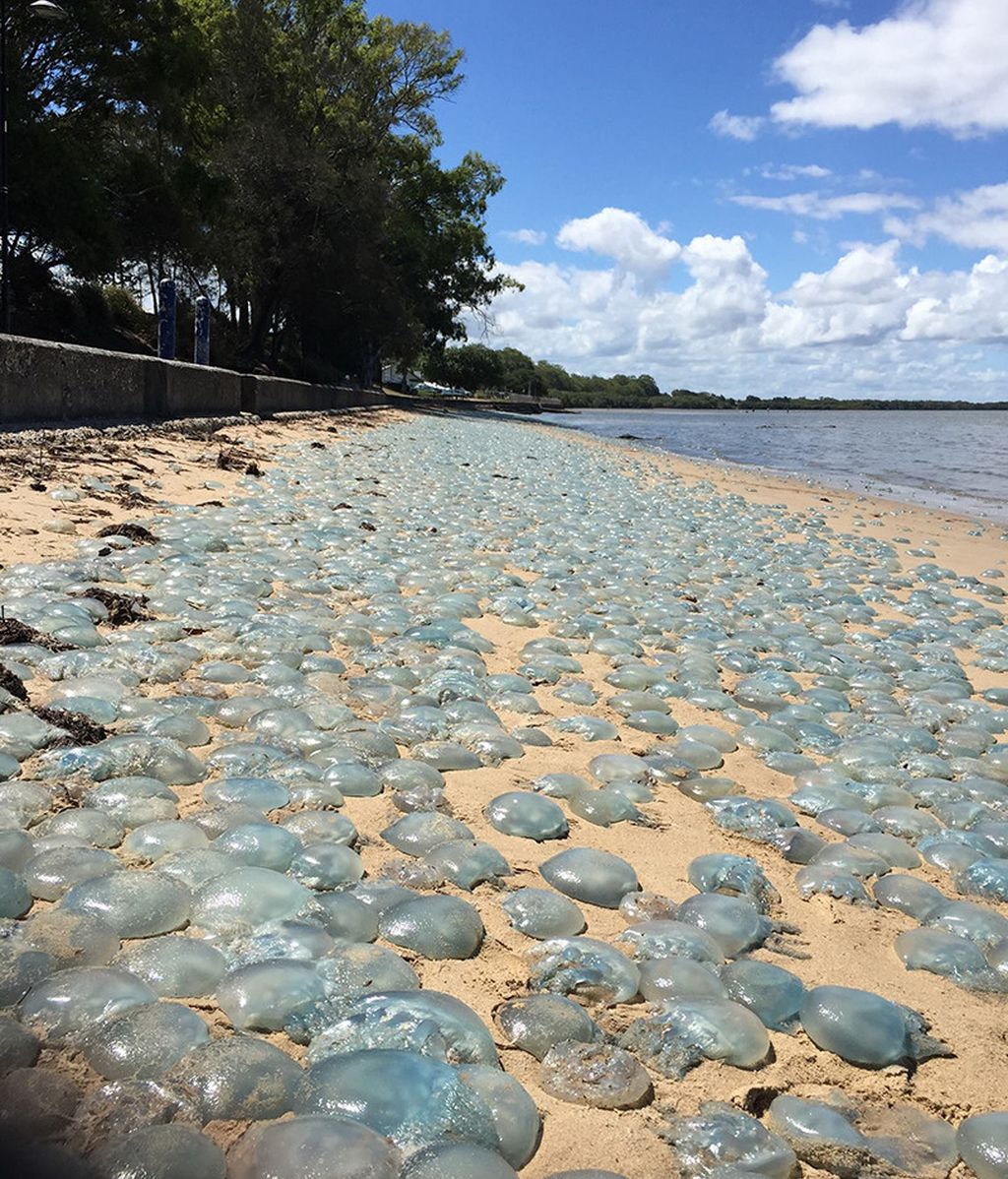 Medusas venenosas en una playa de Australia