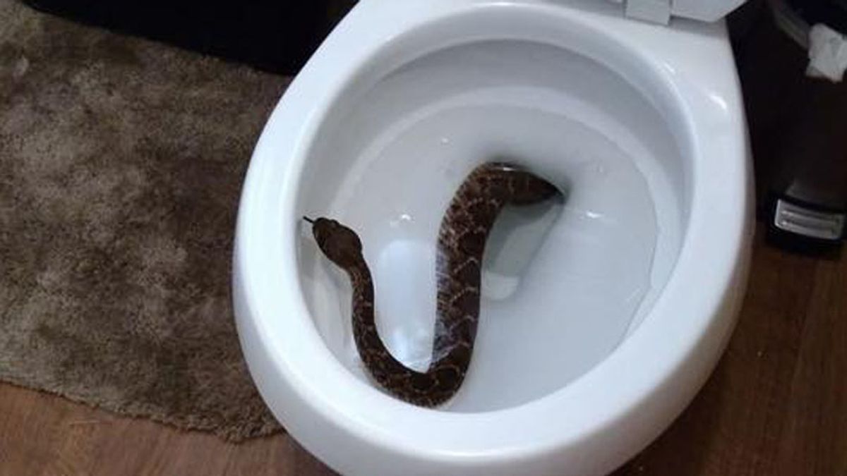 Una serpiente en el inodoro