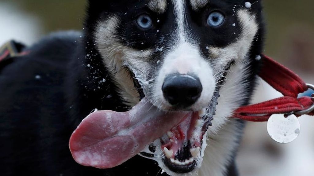 Husky tirando de un trineo