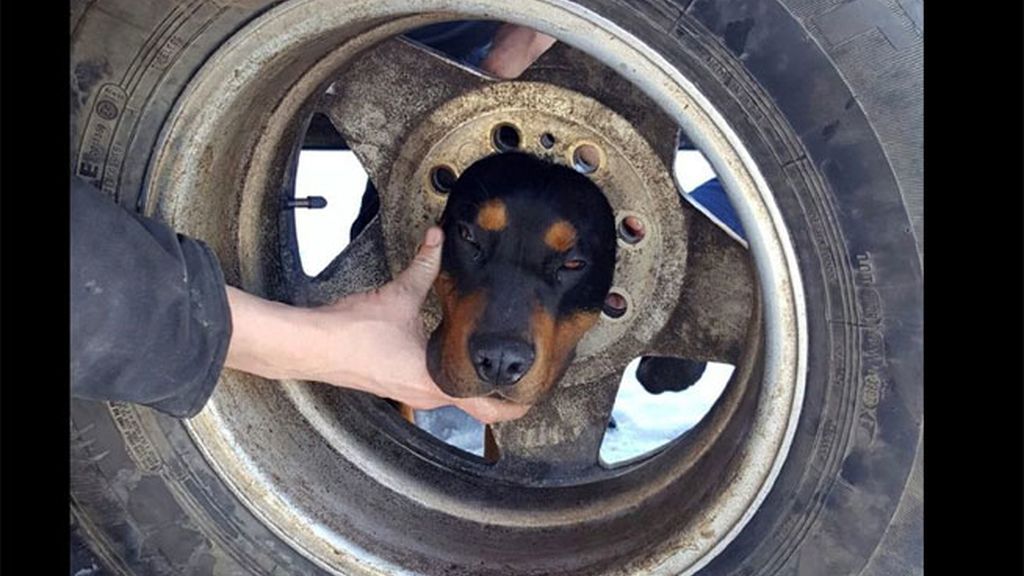 Un perro es rescatado por los bomberos al quedarse atrapado por la cabeza