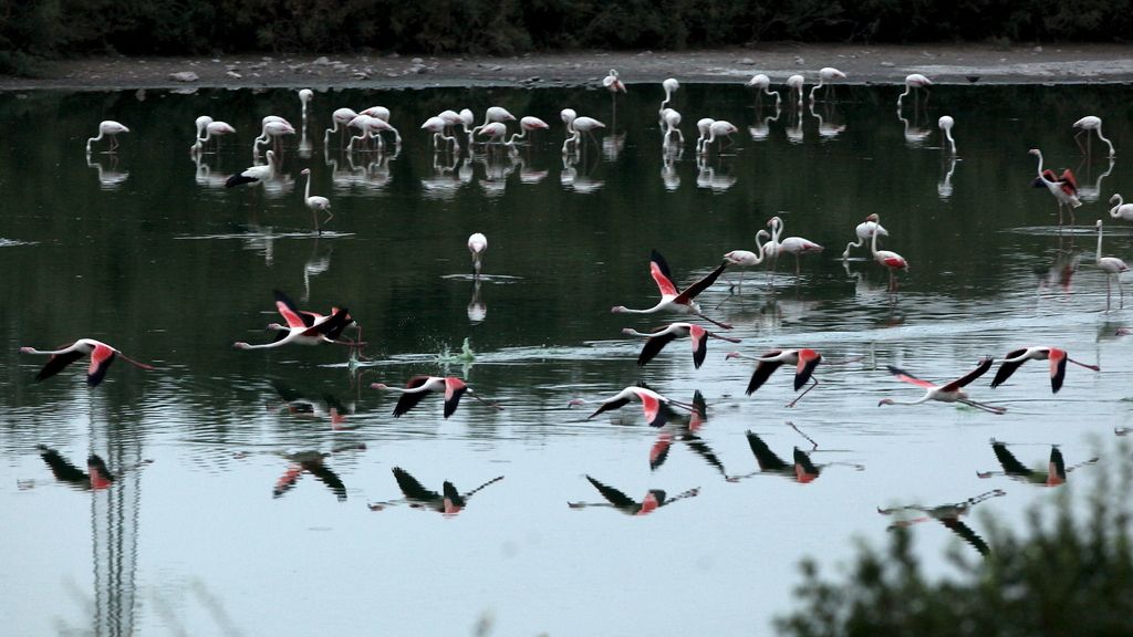 Reserva Natural Laguna de Fuente de Piedra (Málaga)