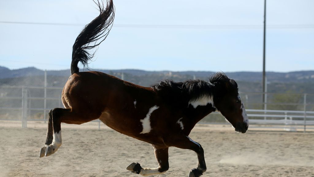 Caballo saltando