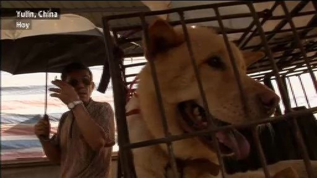 Más de 10.000 perros serán sacrificados en China para un festival