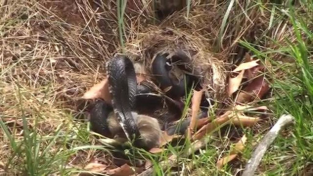 Amor de madre: Salva a su cría de conejo de la voracidad de una serpiente