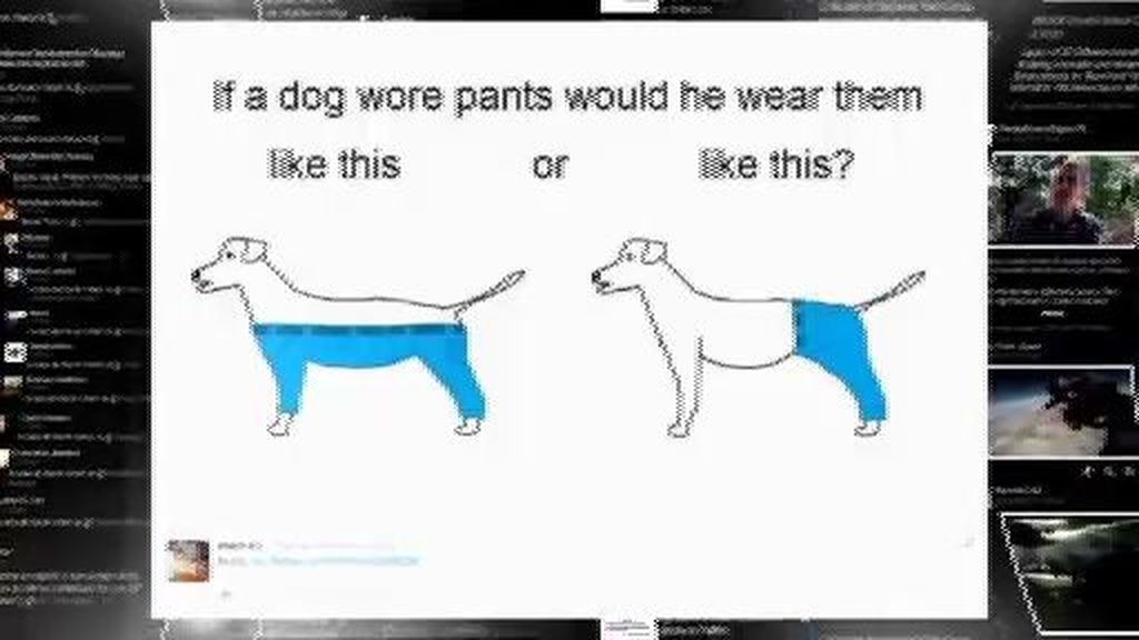 #HoyEnLaRed: ya sabemos cómo ponerle pantalones a nuestro perro