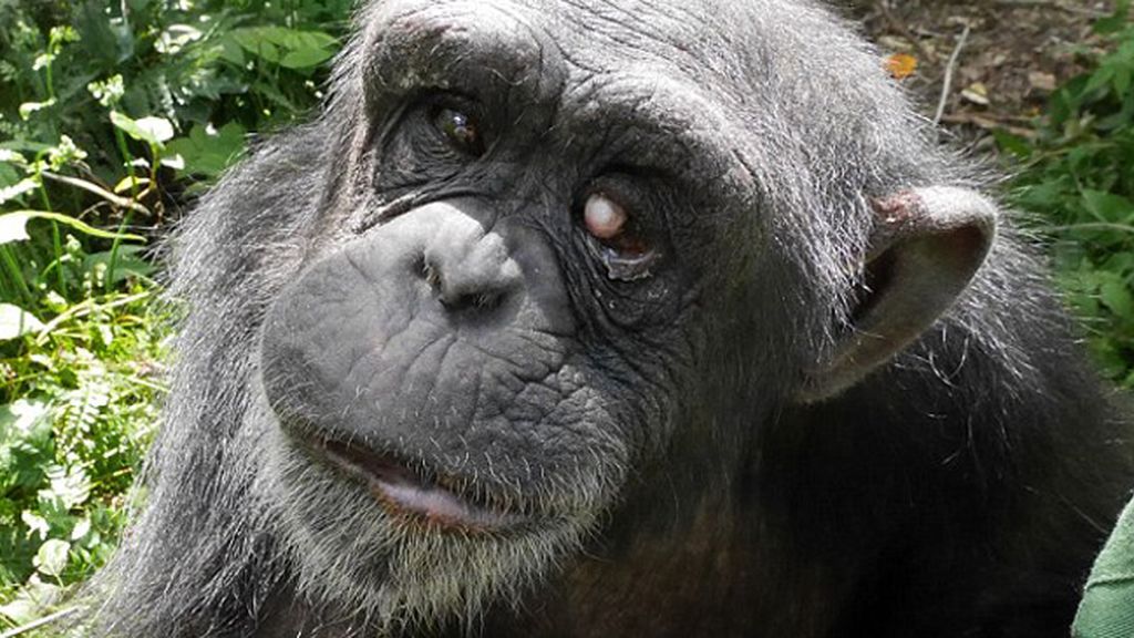Kanako, la triste historia de un chimpancé con síndrome de 