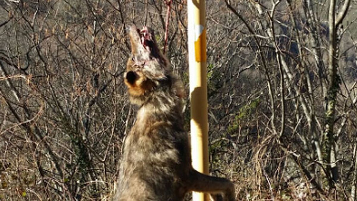 Aparece otro lobo colgado de una señal en Asturias