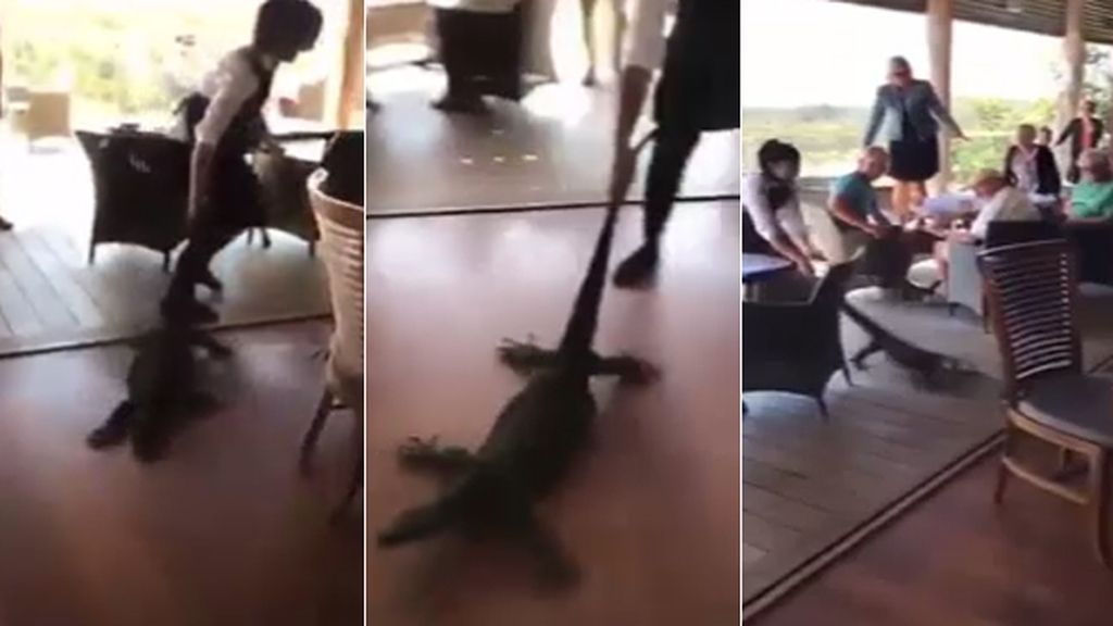 Insólita reacción de una camarera cuando un lagarto siembra el pánico en un restaurante