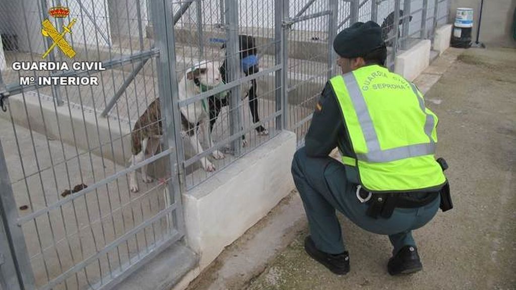 Cinco perros matan a mordiscos a un hombre en Alicante