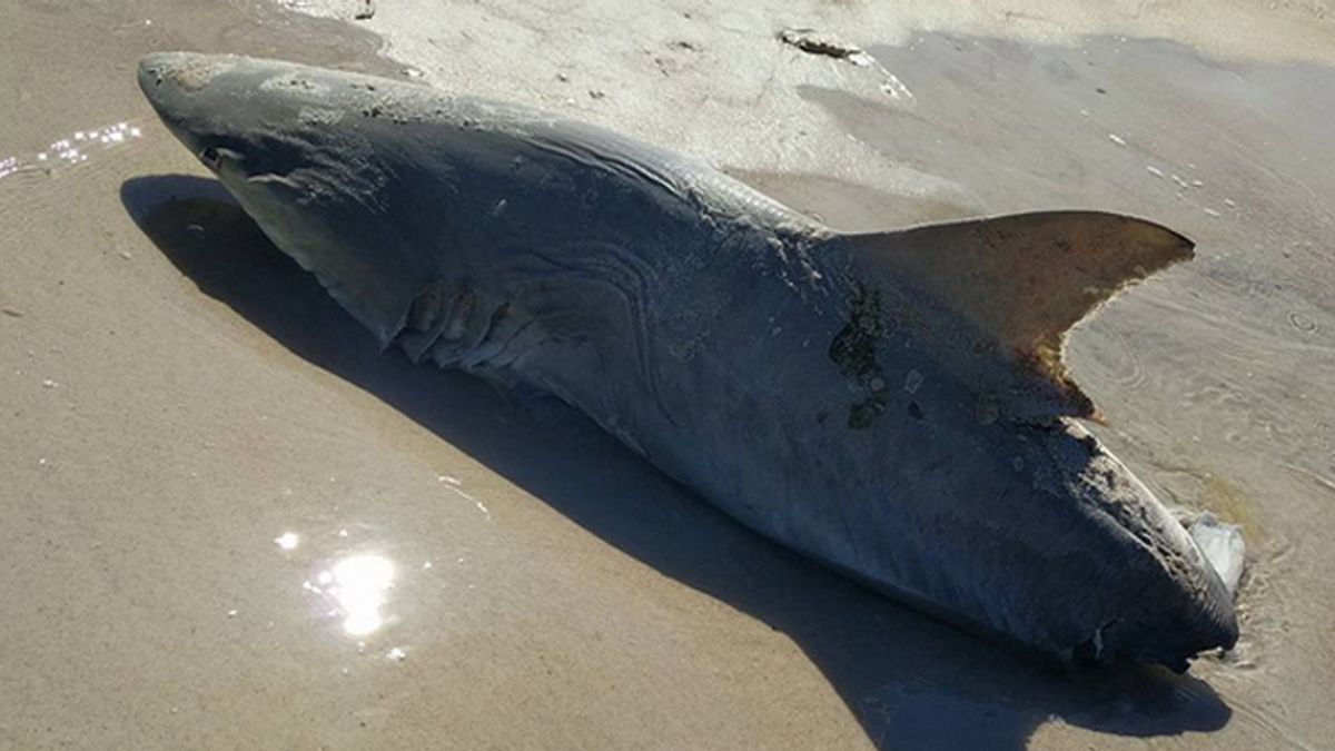 Pánico y misterio ante la criatura que pudo comerse por la mitad a un tiburón así
