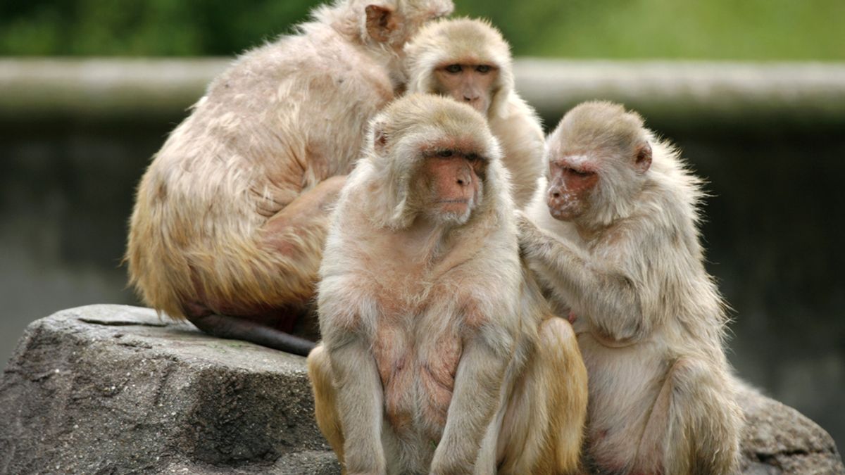 Macacos en Japón