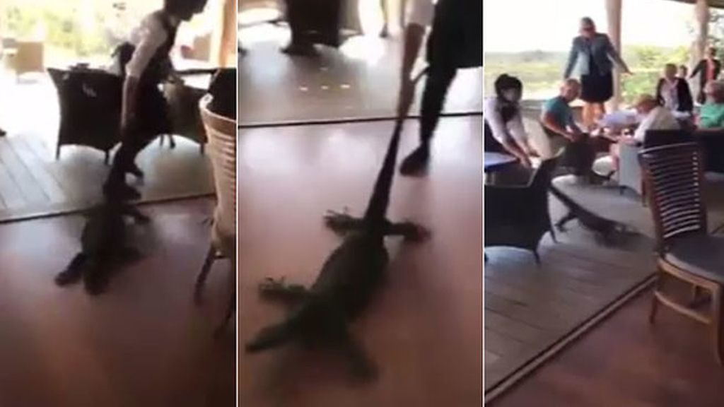 Insólita reacción de una camarera cuando un lagarto siembra el pánico en un restaurante