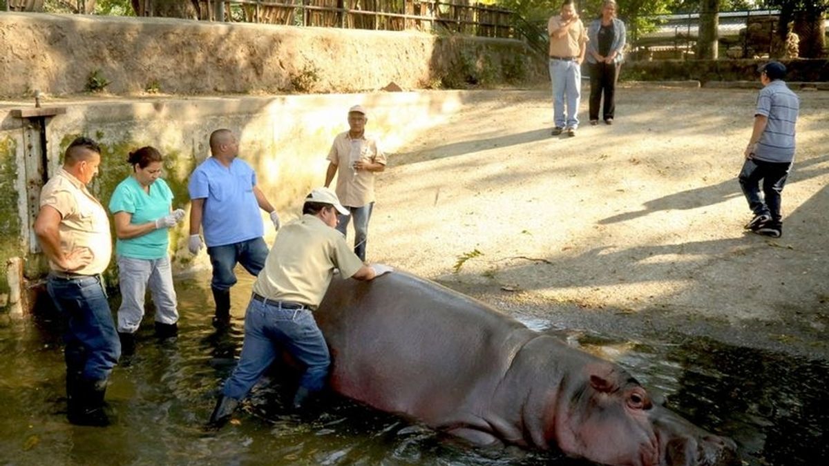 Hipopótamo asesinado en El Salvador