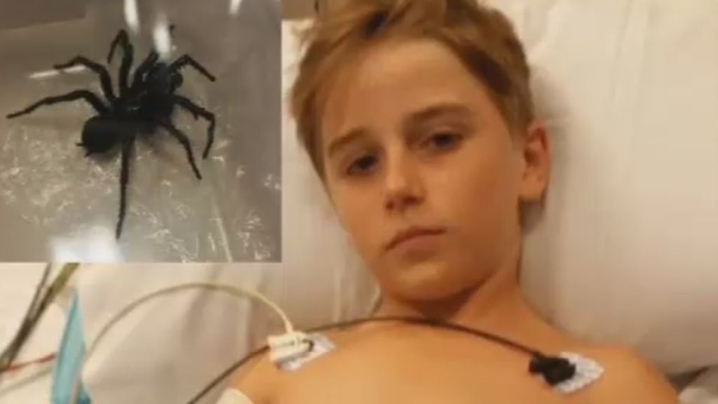 Un niño se salva de la picadura de la araña más mortífera del mundo