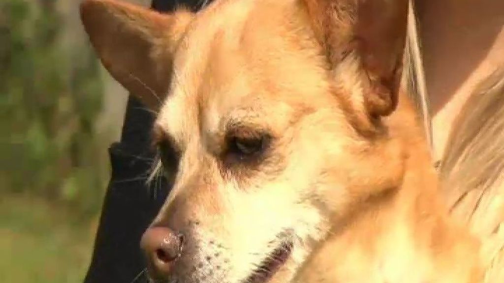 Noa, la perrita 'desahuciada'