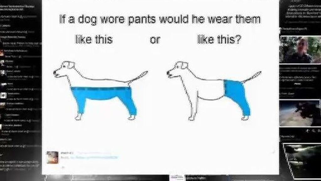 #HoyEnLaRed: ya sabemos cómo ponerle pantalones a nuestro perro