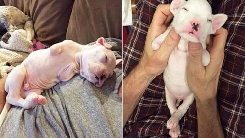Una pareja salva a un cachorro de bóxer que nació sin patas delanteras