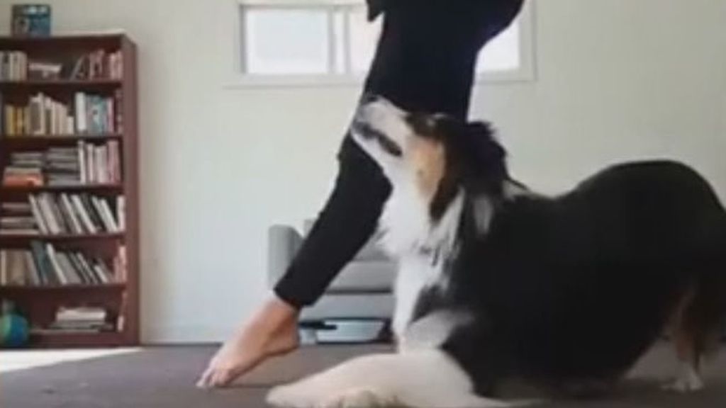 El talentoso perro que realiza la misma coreografía que su dueña