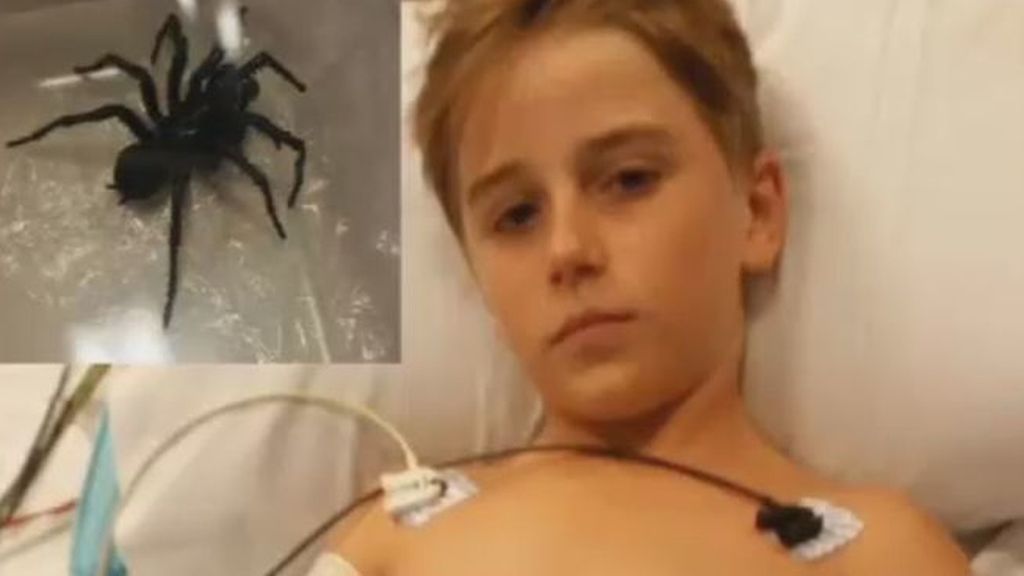 Un niño se salva de la picadura de la araña más mortífera del mundo