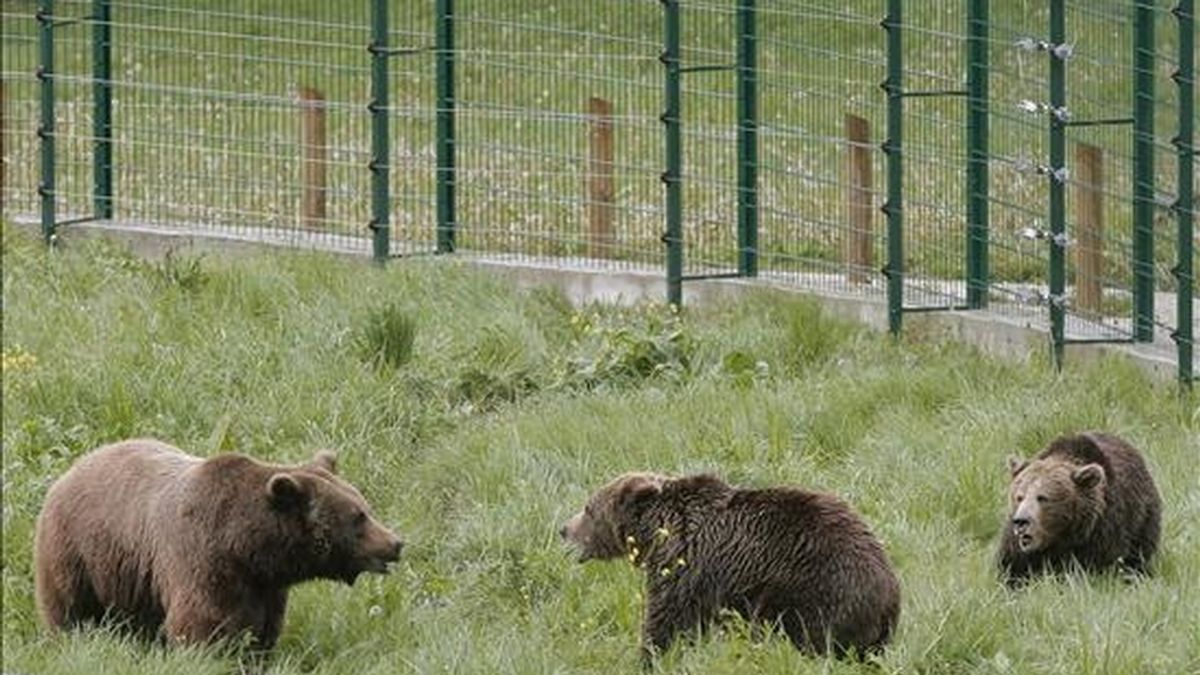 Las osas asturianas "Paca" y "Tola" volvieron a encontrarse de nuevo con el oso cántabro "Furaco" (i) en el mismo recinto de Proaza, para intentar su reproducción por segundo año consecutivo. EFE