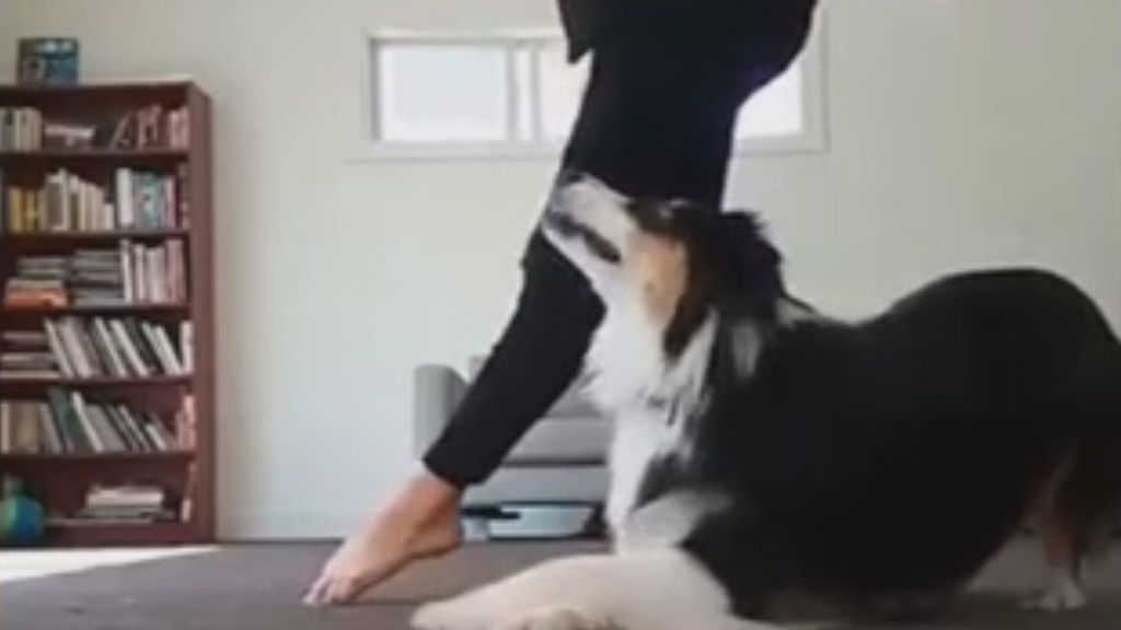 El talentoso perro que realiza la misma coreografía que su dueña