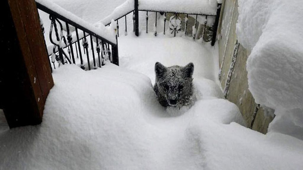 La nieve lleva a un osezno hasta las puertas de una casa de montaña leonesa