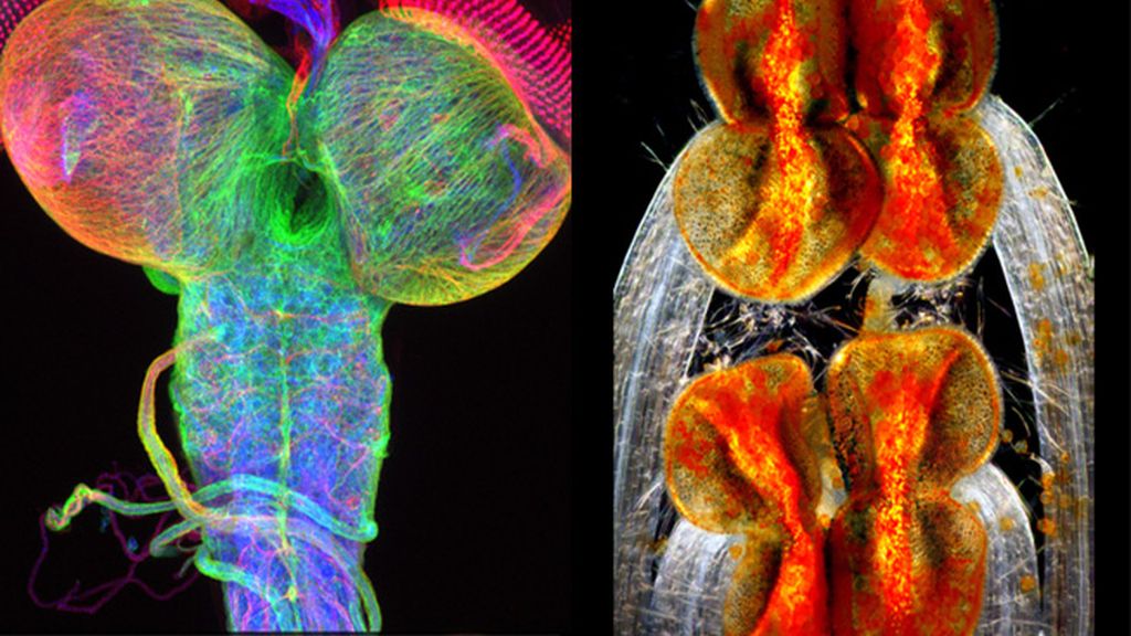 Las imágenes de microscopio ganadoras